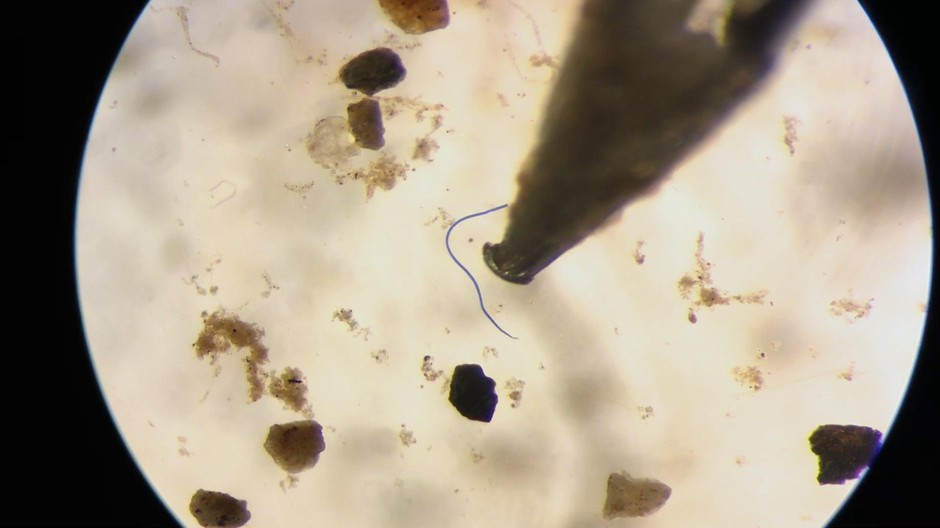 Scientists Discover Microplastics In Oregon Oysters And Razor Clams