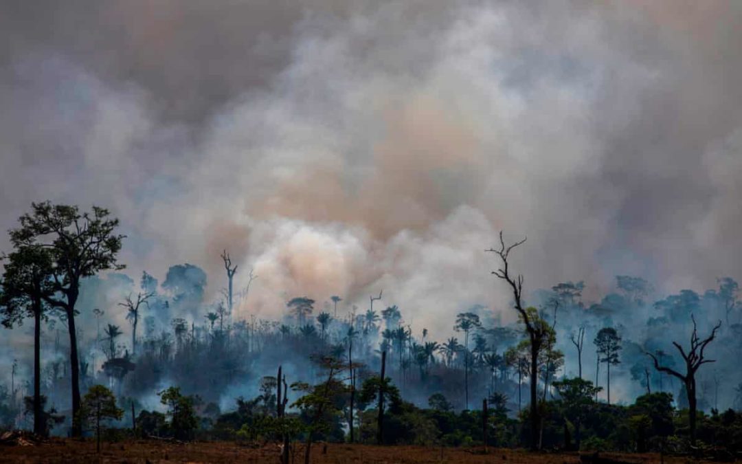 Amazon deforestation ‘at highest level in a decade’