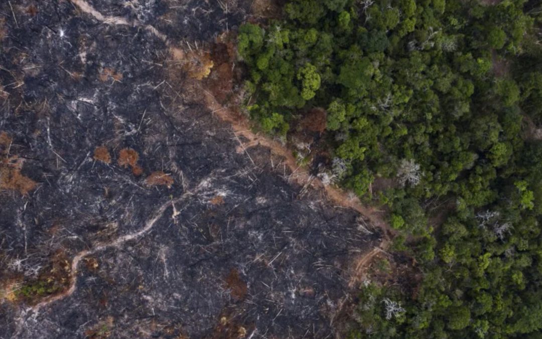 Top scientists warn of an Amazon ‘tipping point’