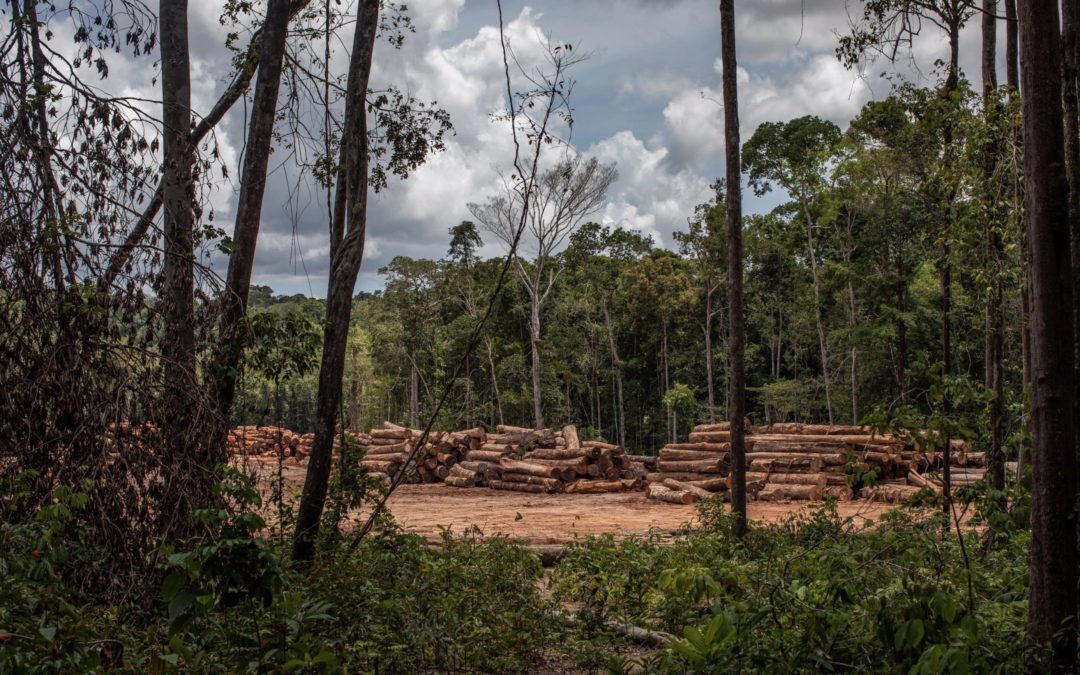 The Amazon Is Completely Lawless: The Rainforest After Bolsonaro’s First Year