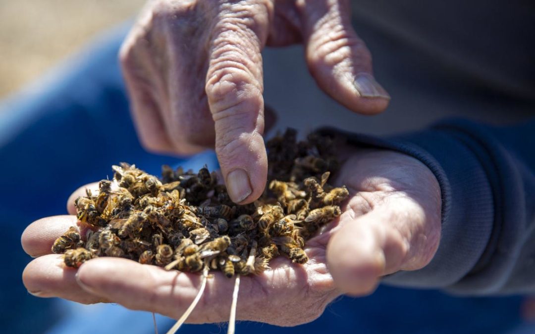 ‘This is total devastation’ — Magic Valley bees dying in droves