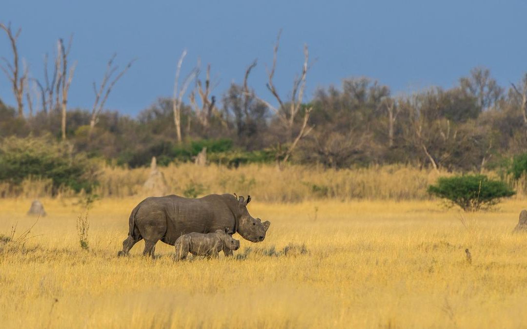 Rhinos on the brink as poachers run riot in Botswana