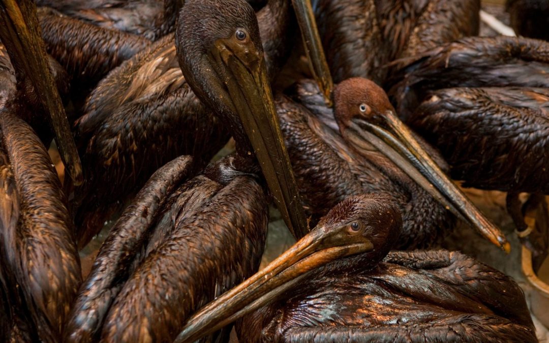 A Trump Policy ‘Clarification’ All but Ends Punishment for Bird Deaths