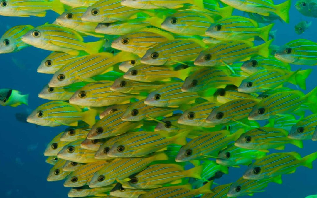 Palau’s marine sanctuary backfires, leading to increased consumption of reef fish
