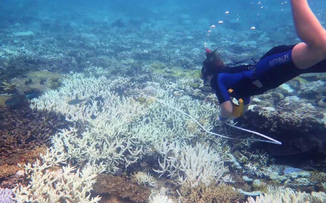 Great Barrier Reef suffers third mass coral bleaching event in five years