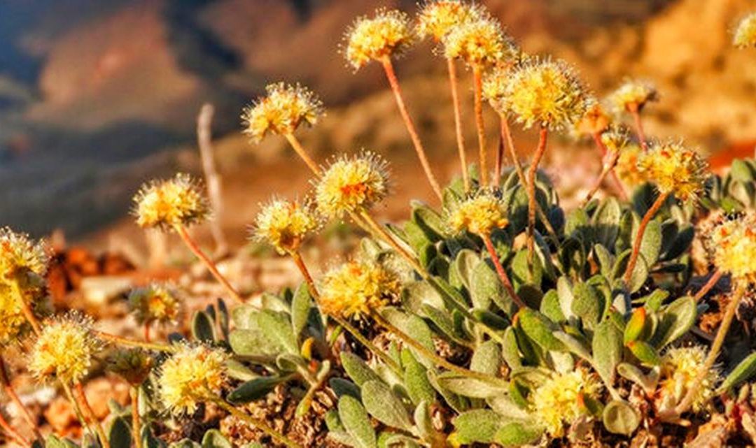 rare desert wildflower Tiehm's buckwheat