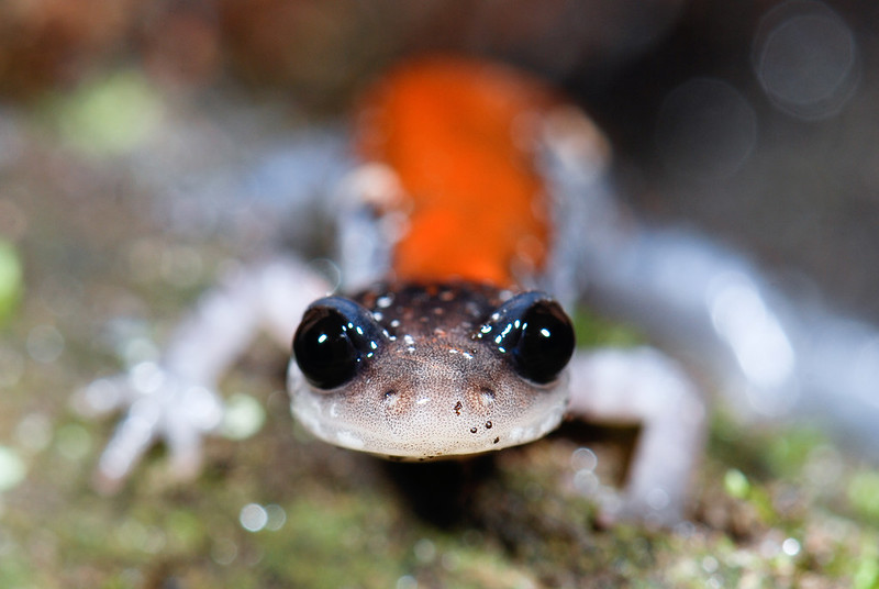 The Yonahlossee salamander