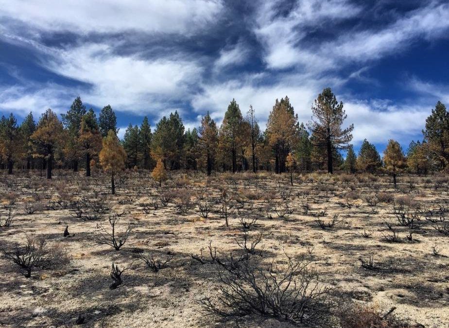 Jeffrey Pine Forest, burned