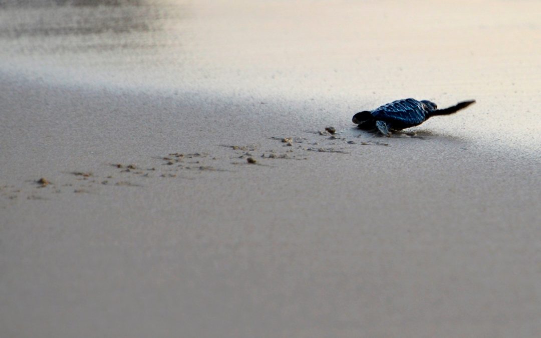 A sea turtle hatchling headed for the ocean