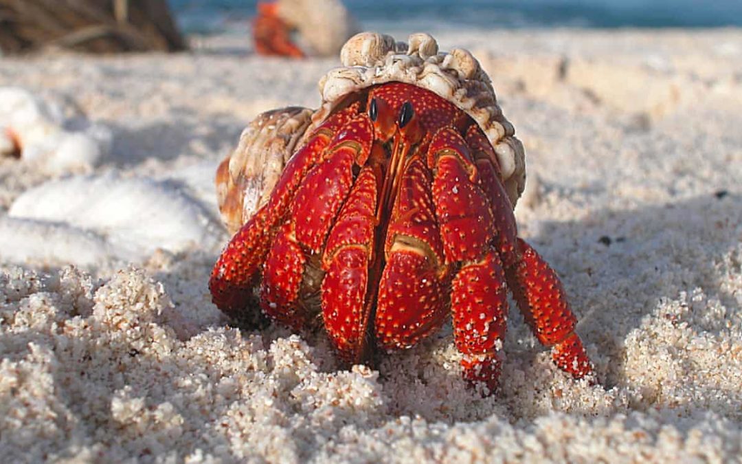 Microplastics disrupt hermit crabs’ ability to choose shell, study suggests