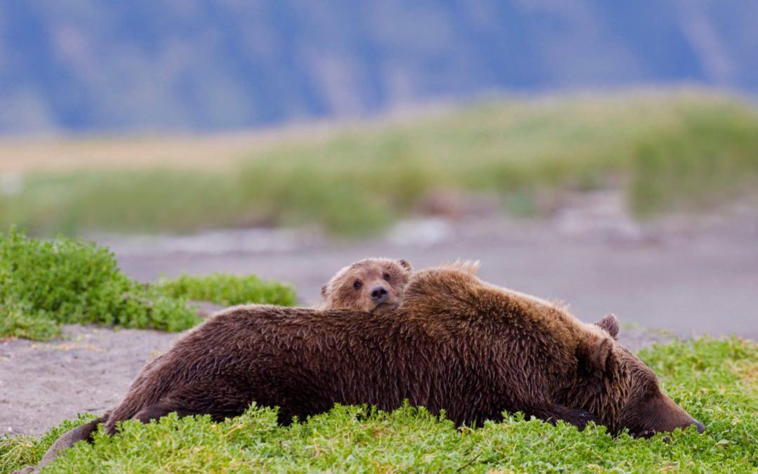 New Trump public land rules will let Alaska hunters kill bear cubs in dens