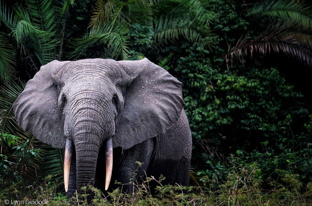 Forest elephant populations smaller than previously thought
