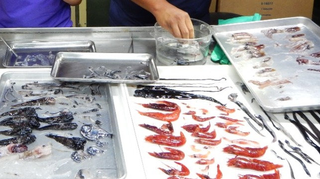 Mesopelagic fish, including lanternfish and hatchetfish species