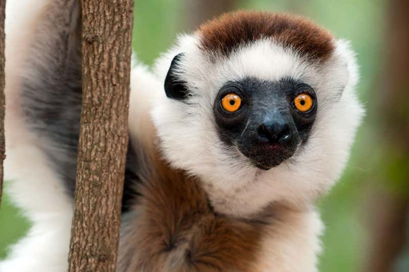 Lemur, in Madagascar