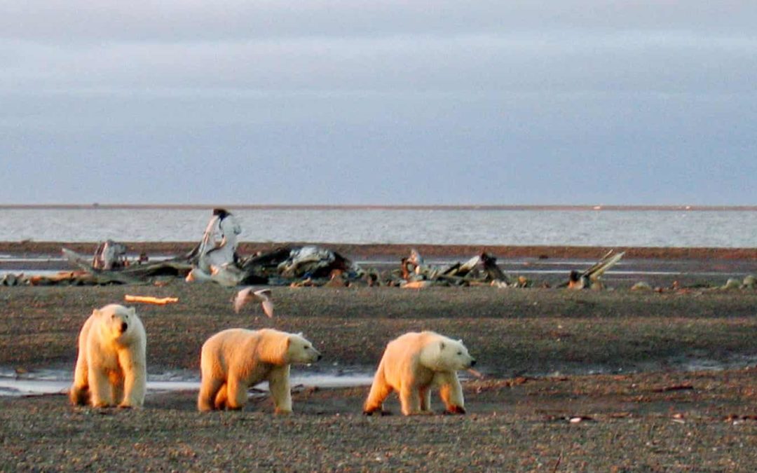 Polar Bears in the Arctic National Wildlife Refuge