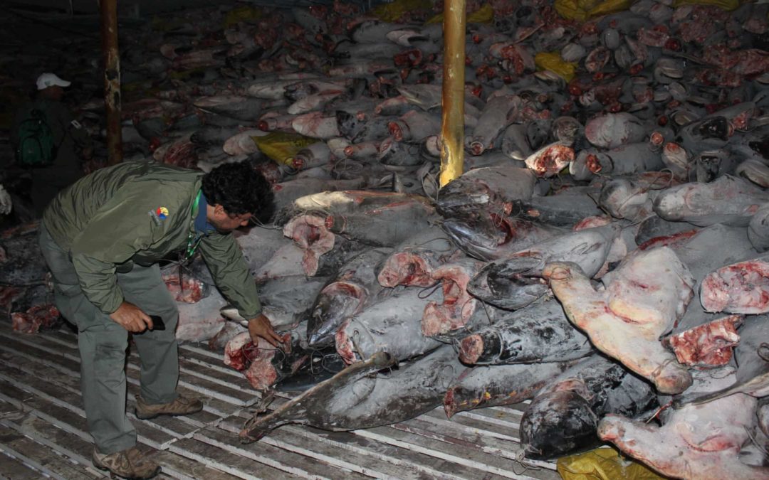 300 tonnes of mostly sharks, including protected species on Chinese fishing vessel