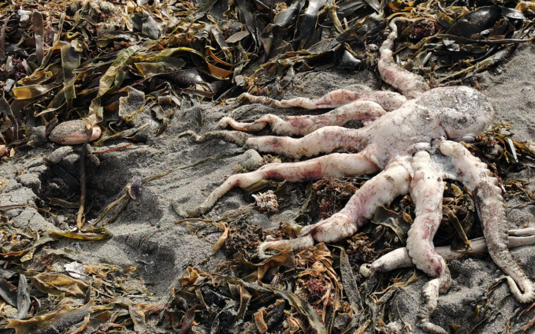 95% of Marine Life on Sea Floor Killed in Kamchatka Eco-Disaster