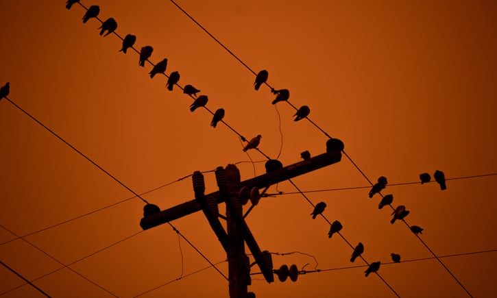 Birds on wires with wildfire smoke