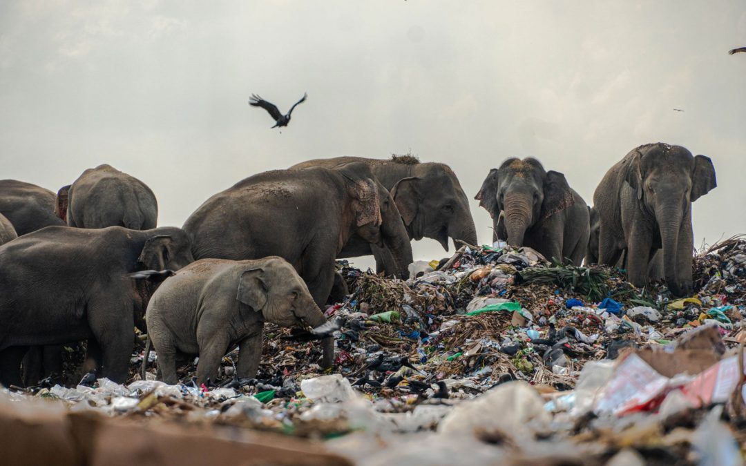 Elephants In Trash