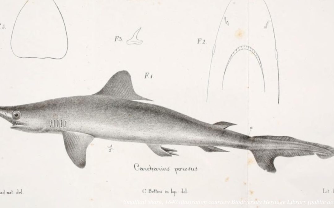 Smalltail Shark