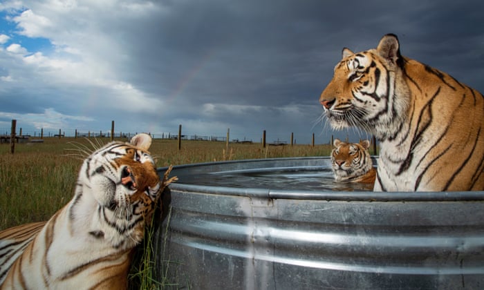 ‘It’s pretty messed up’: Americans’ deadly love for tigers