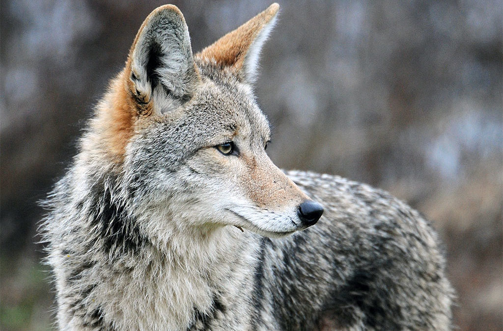 Federal Government Admits Killing over 1.2 Million Native Animals in 2019
