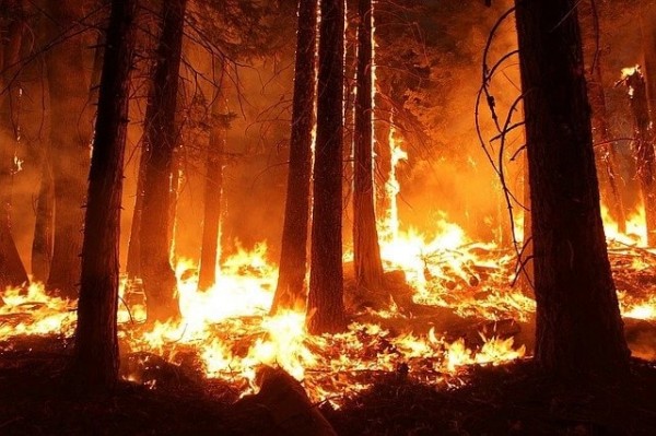 Wildlife species continue to be threatened, some with extinction, by the continuing wildfires occurring in the western US.