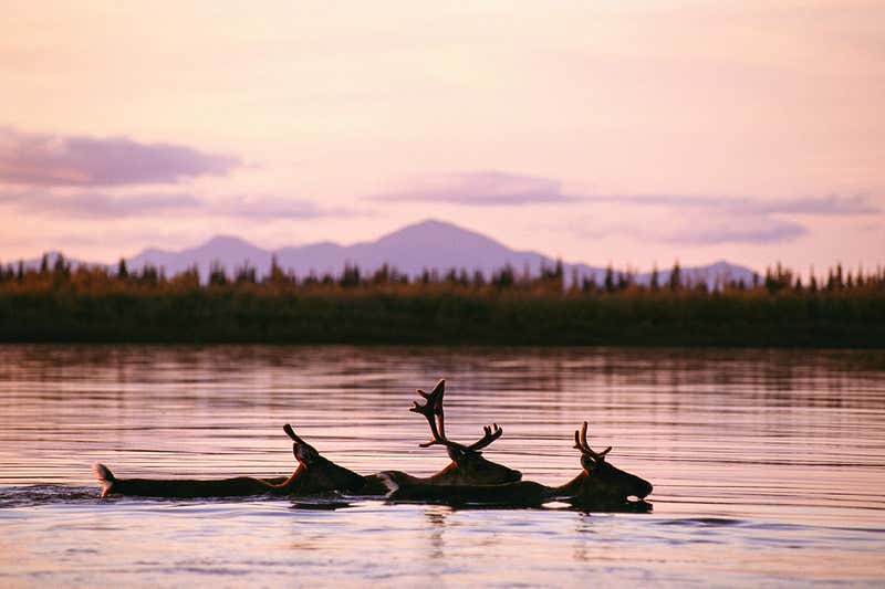 Reindeer swimming in the Alaskan Arctic