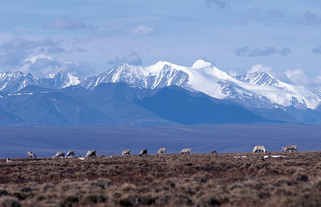 Trump officials rush to auction drilling rights to Arctic National Wildlife Refuge