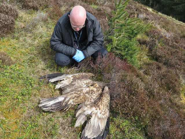 Police officer with white-tailed eagle, found illegally poisoned with a banned pesticide on a grouse moor inside the Cairngorms National Park