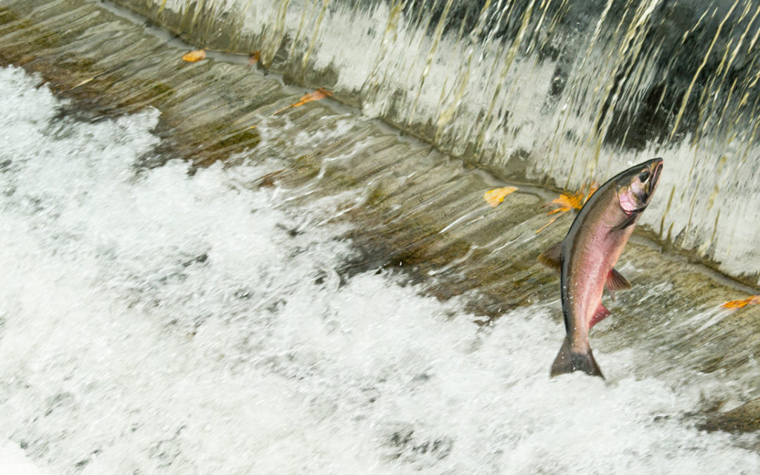 Coho (Silver) Salmon jumping