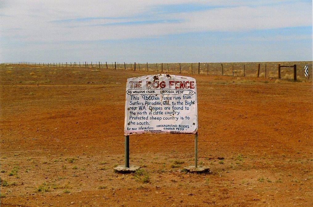 Australia’s dingo fences, built to protect livestock from wild dogs, stretch for thousands of kilometers.
