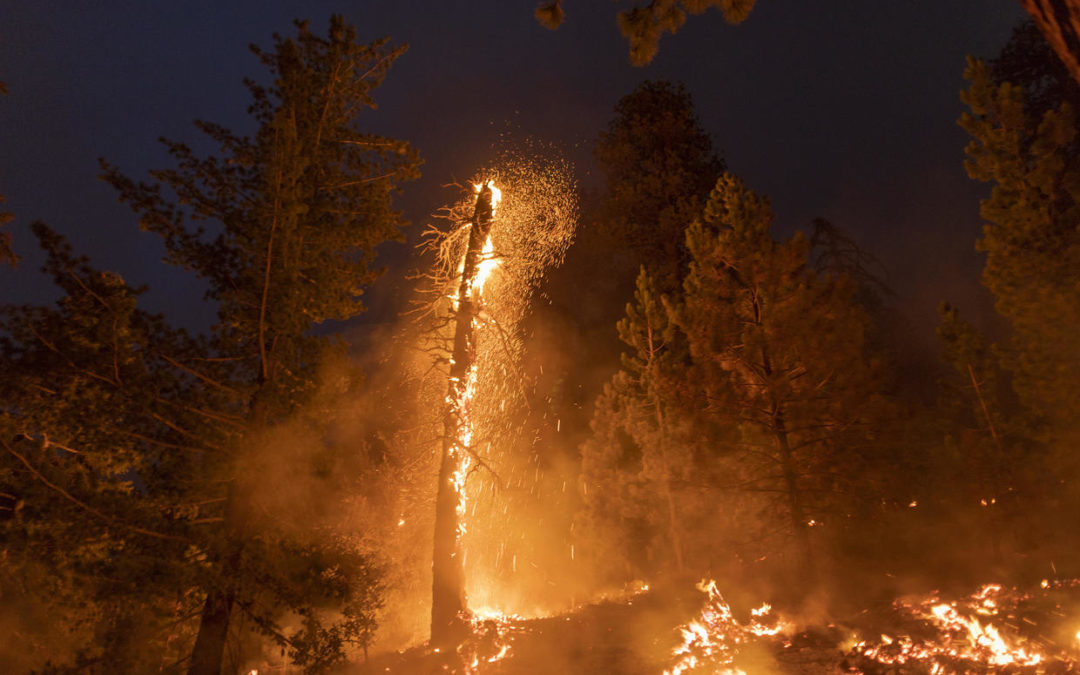 Embers fly from a burning tree as the Bobcat Fire devours the Angeles National Forest