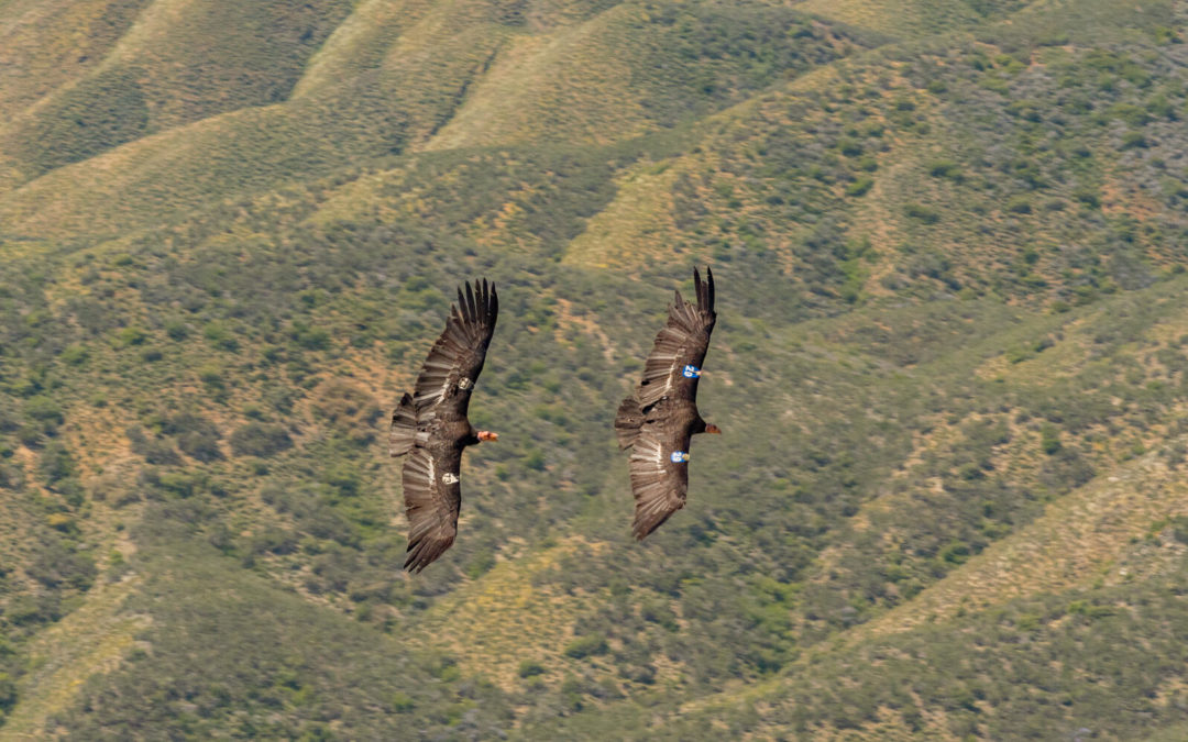 Two California Condors soar above forested hills.