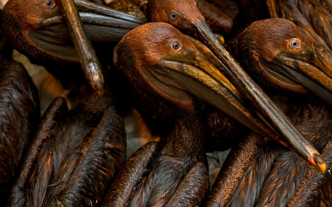 Brown Pelicans caught in the BP oil ​spill wait to be cleaned