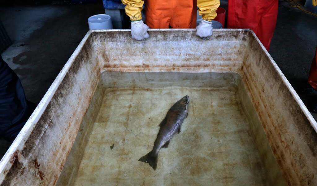 Northwest’s Salmon Population May Be Running Out of Time