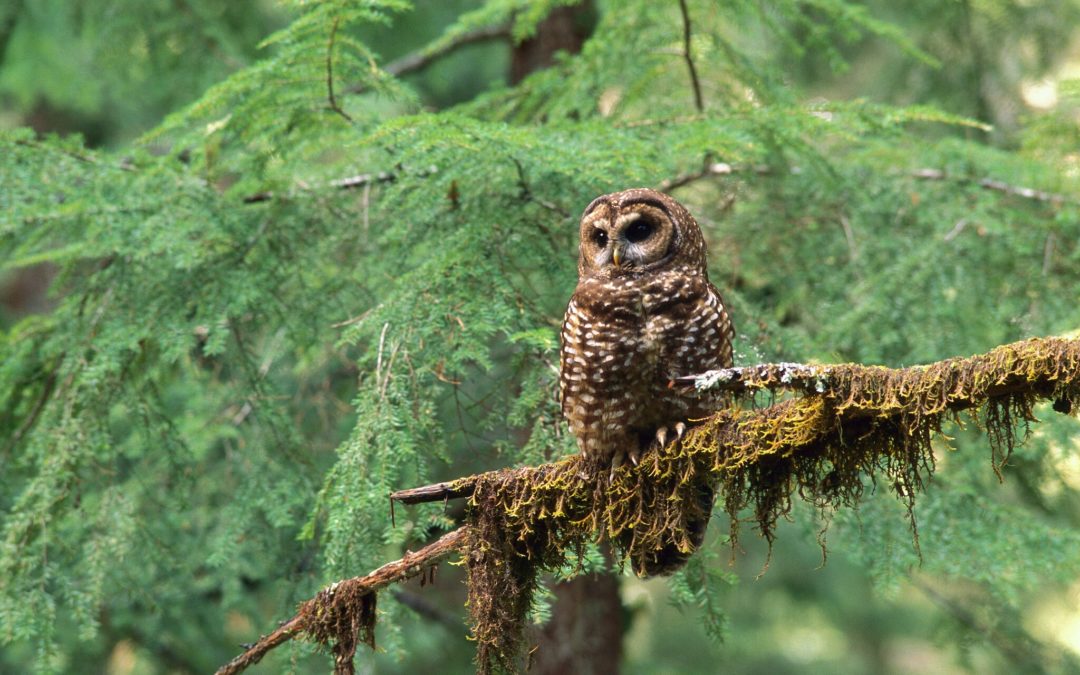 Trump Opens Habitat of a Threatened Owl to Timber Harvesting