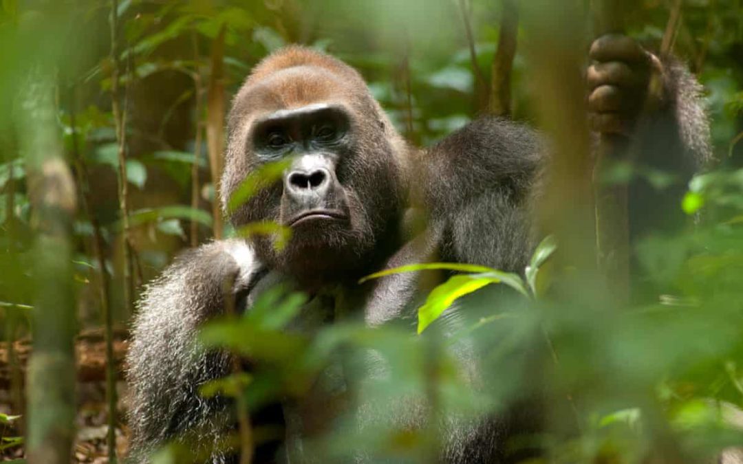 Great apes predicted to lose 90% of homelands in Africa