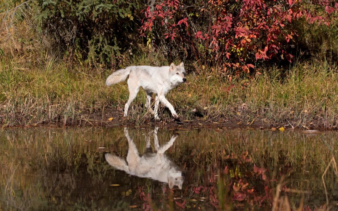 New Idaho Law Calls For Killing 90% Of The State’s Wolves