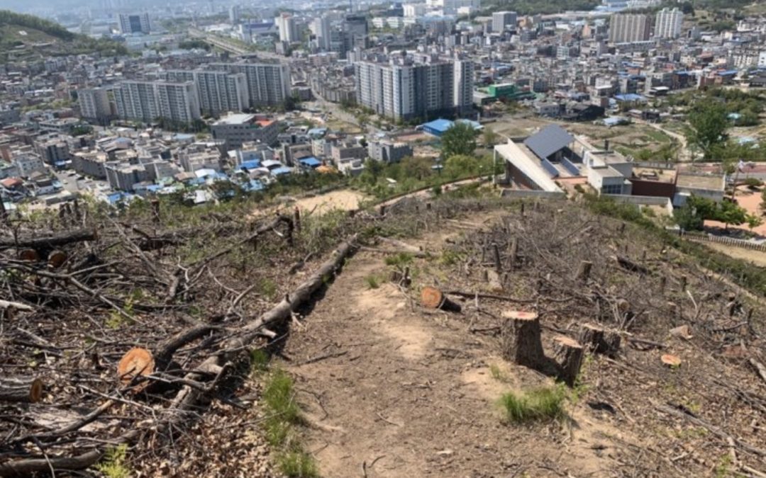 Korea cut trees