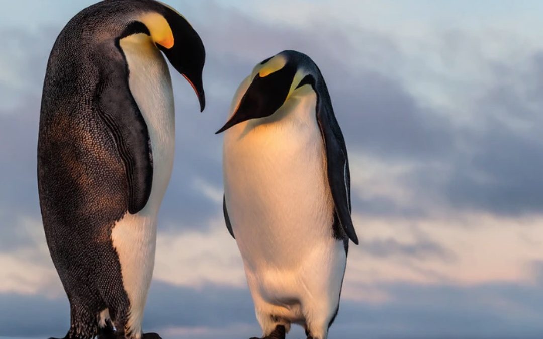 Ice melt risks 98% of Emperor penguin colonies by 2100