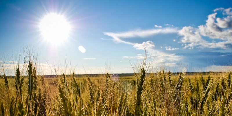 Pace of climate change too hot for crops