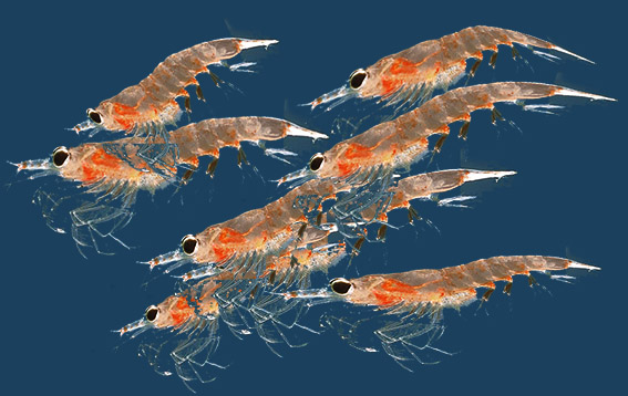 Seismic Oil Exploration Kills Krill at Far Higher Rate