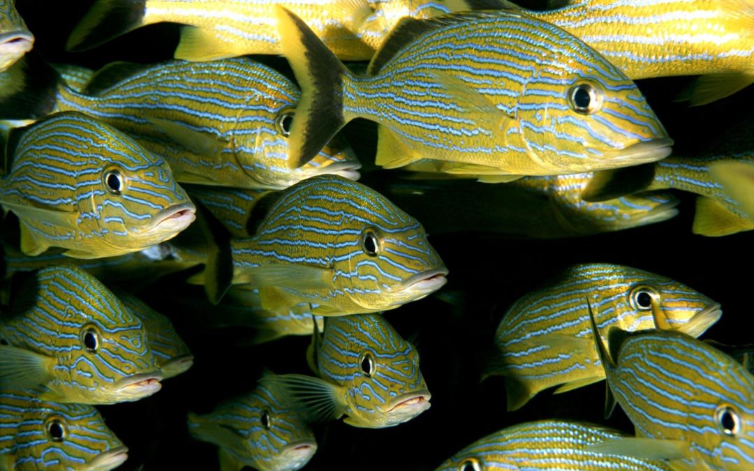 Climate Change May Shrink the World’s Fish