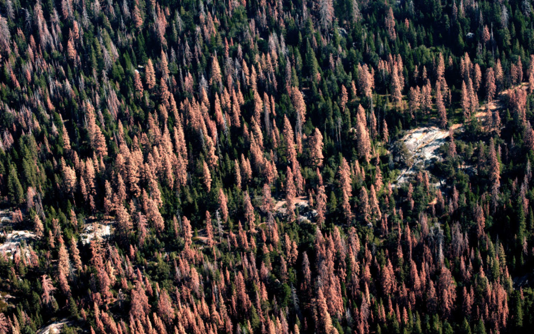 Small Pests, Big Problems: The Global Spread of Bark Beetles