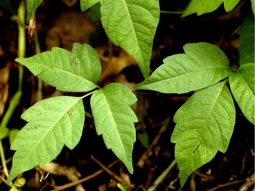 Poison ivy on steroids: Another side of climate change