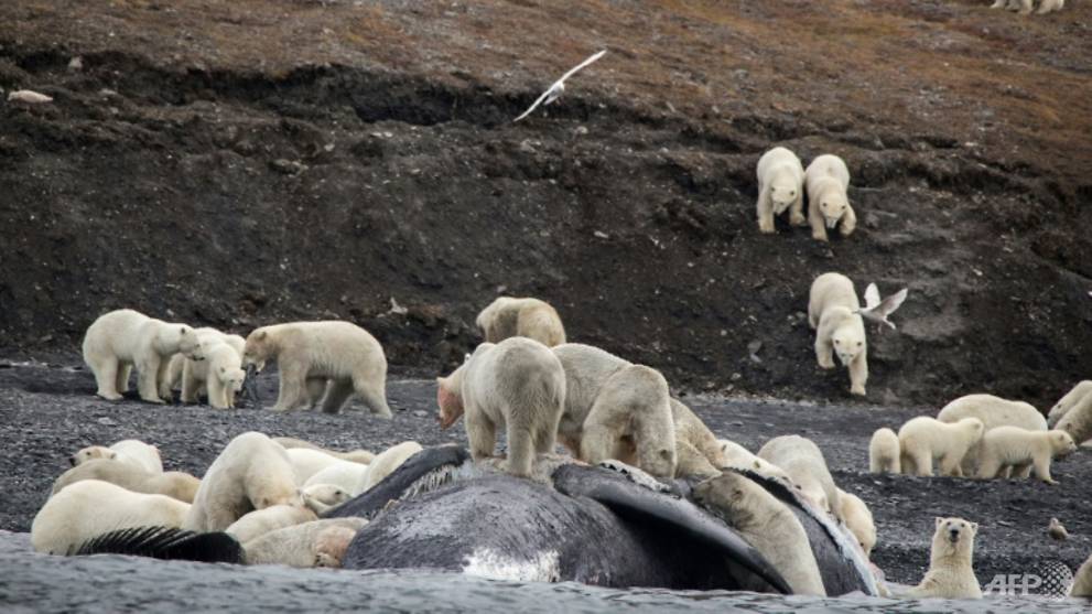 Polar bears crowd on Russian island in sign of Arctic change