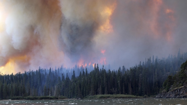 Some forests aren’t growing back after wildfires, research finds