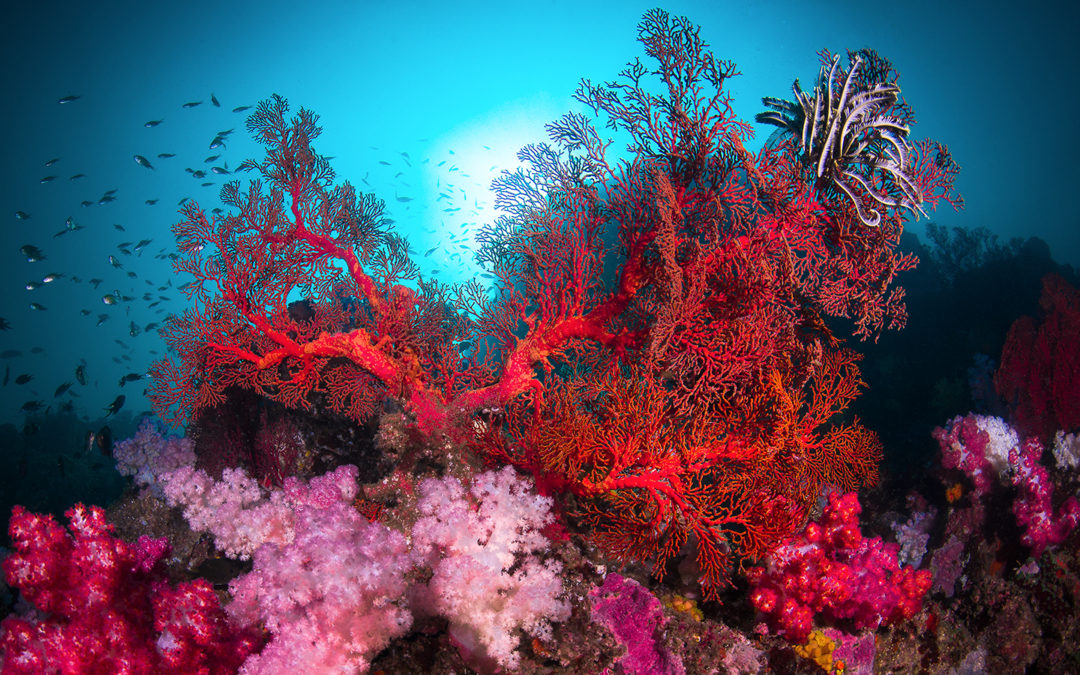 Heartbroken scientists lament the likely loss of ‘most of the world’s coral reefs’