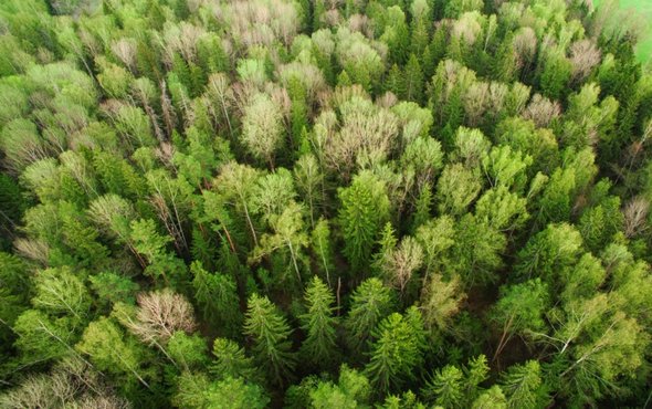 Tree Farms Will Not Save Us from Global Warming